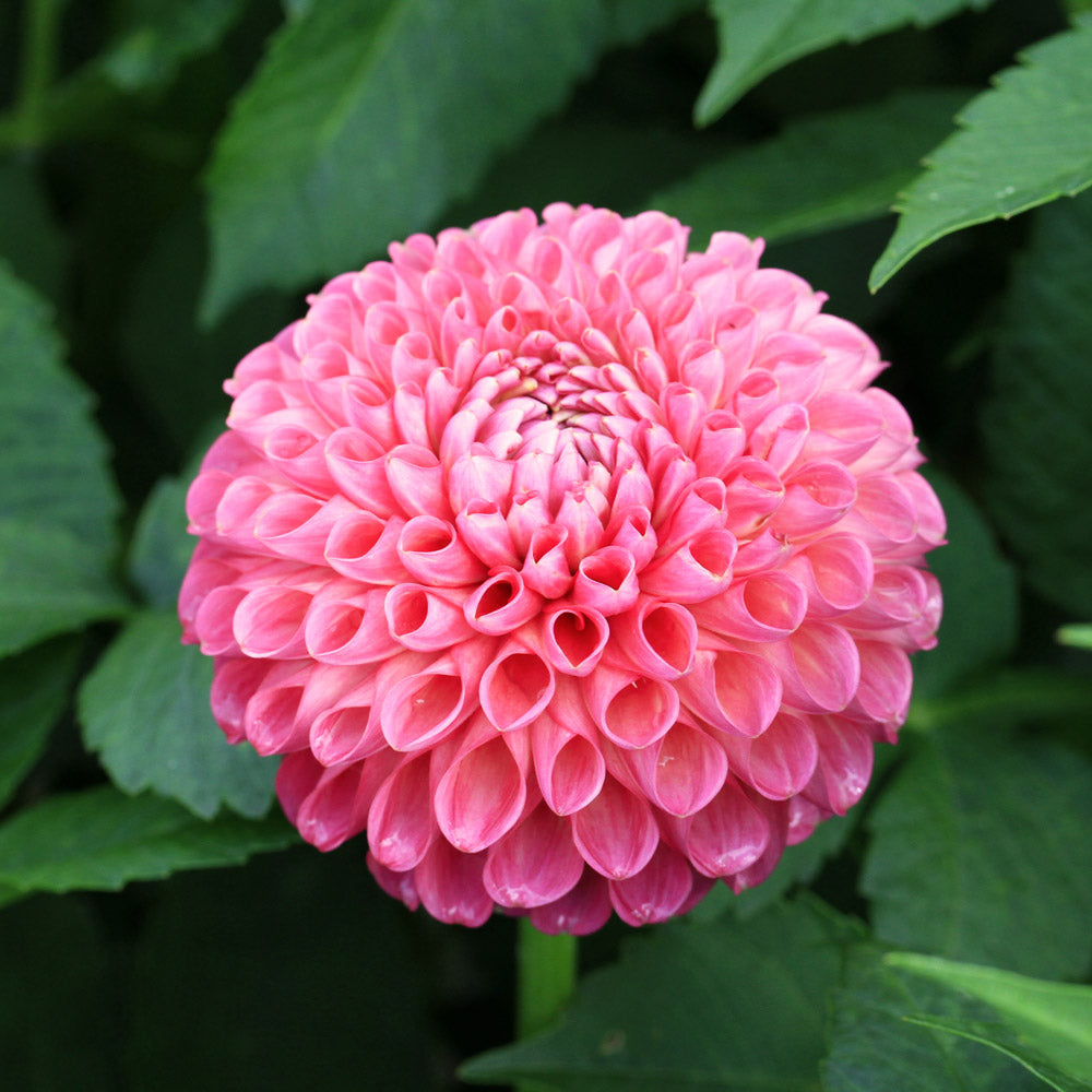 Dahlia 'Jowey Frambo'