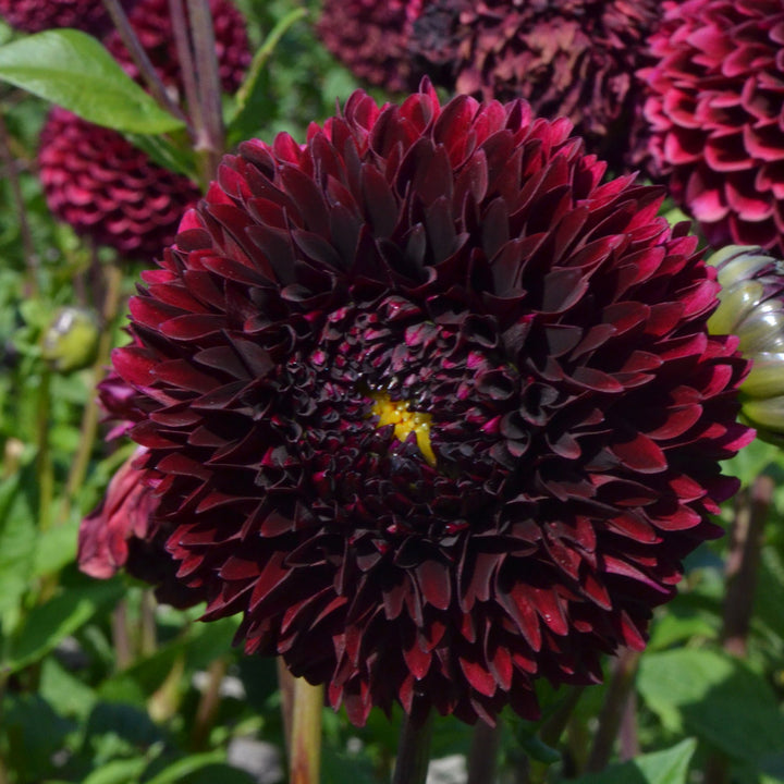 Dahlia 'Jowey Mirella'