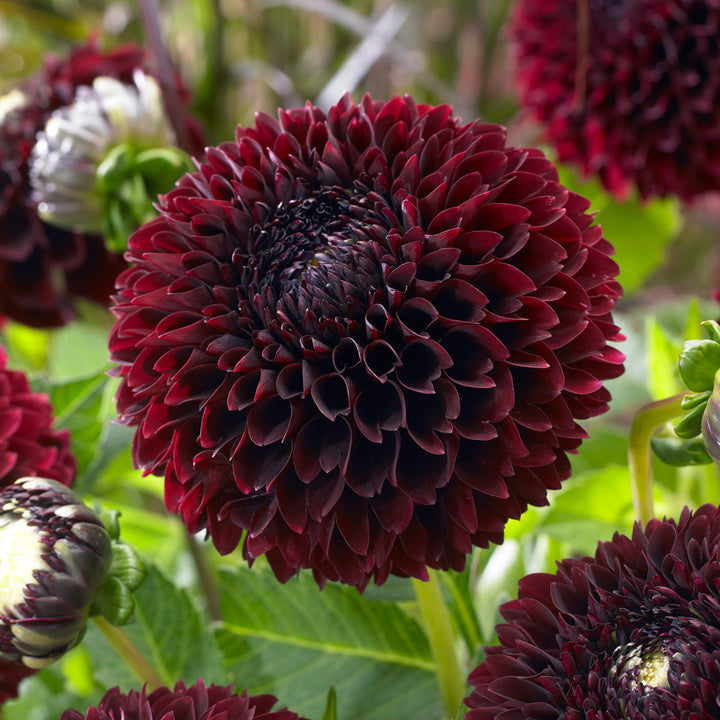 Berrylicious Dahlia Collection