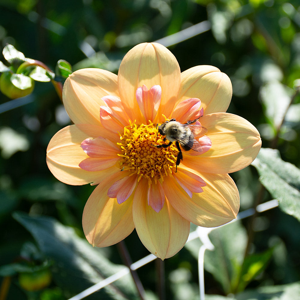 Dahlia 'Kelsey Annie Joy'