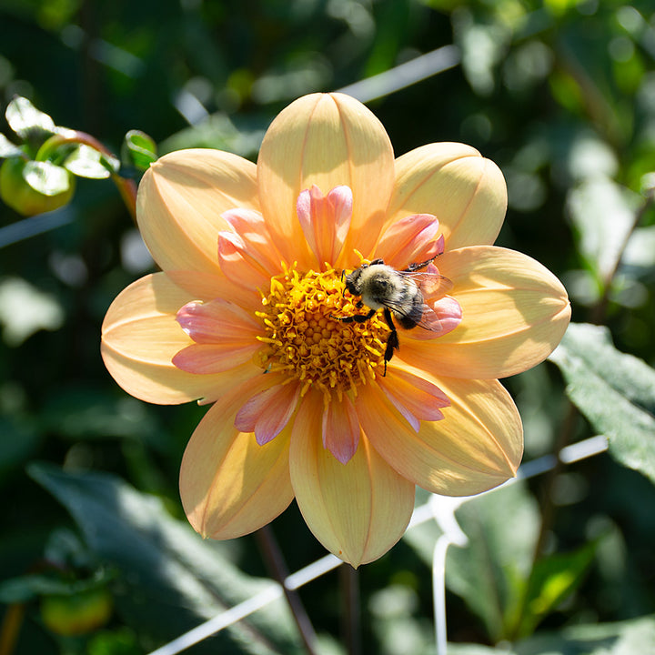 Dahlia 'Kelsey Annie Joy'