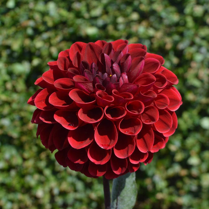 Dahlia 'Maroon Fox'