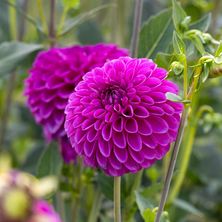 Having a Ball Dahlia Collection