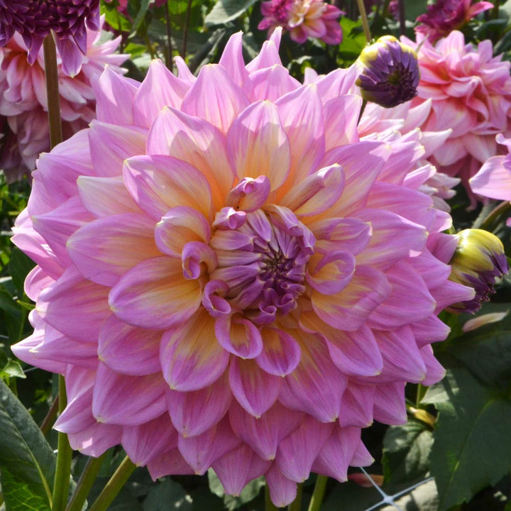 Dahlia 'Strawberry Ice'