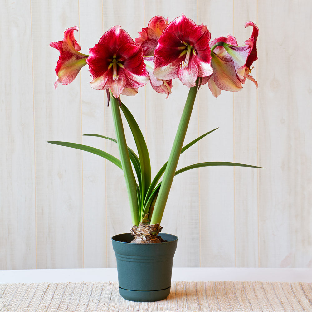 Amaryllis 'American Dream,' one bulb in nursery pot