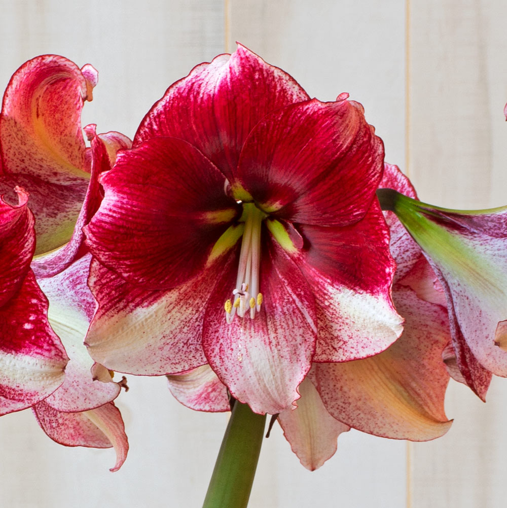 Amaryllis 'American Dream,' one bulb in nursery pot