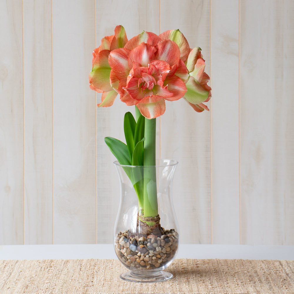 Amaryllis 'Beautiful Emotion,' one bulb with hurricane vase kit