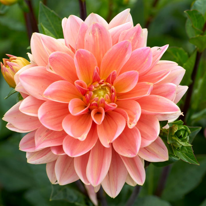 Summer Jubilee Dahlia Collection