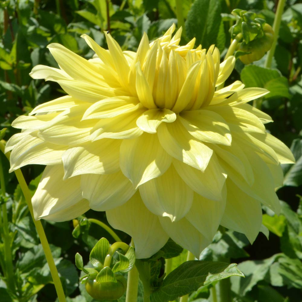 Dahlia 'La Luna'