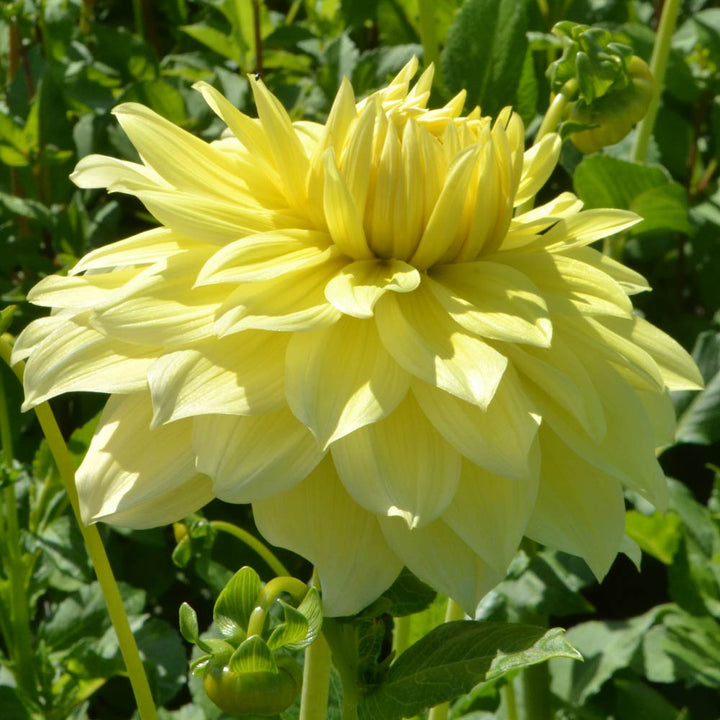 Dahlia 'La Luna'