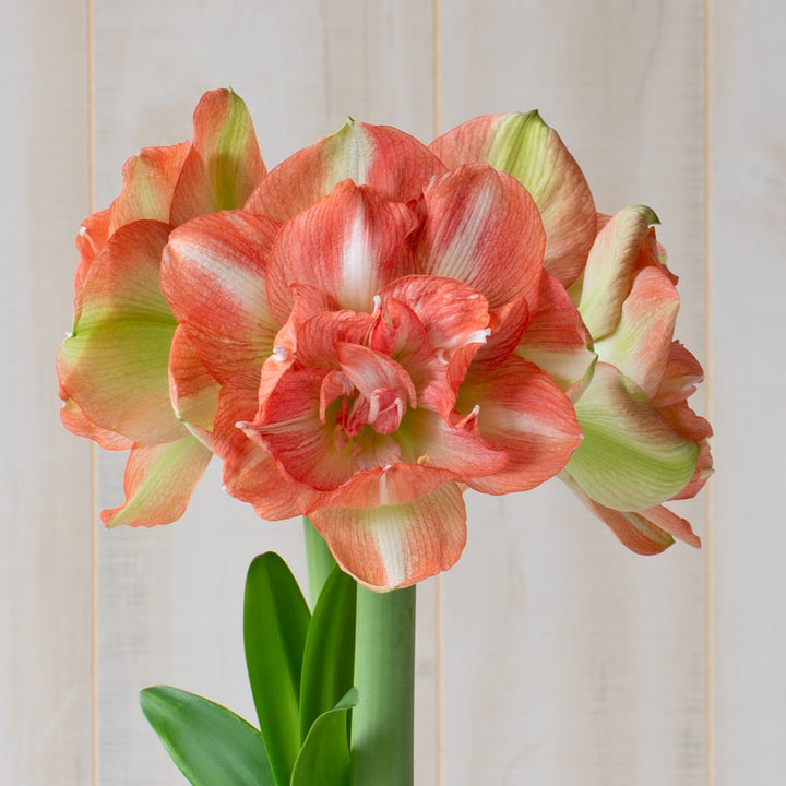 Amaryllis 'Beautiful Emotion,' one bulb in nursery pot