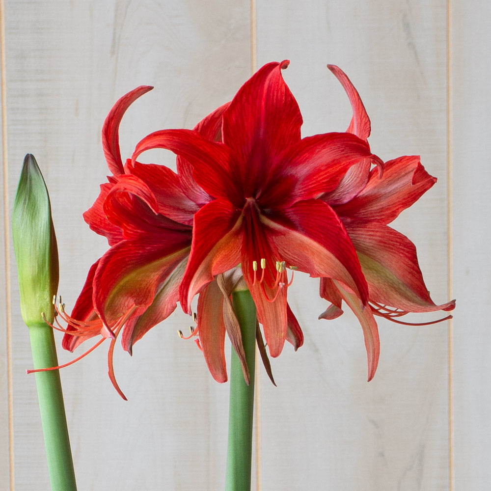 Amaryllis 'Bogota,' one bulb in resin cachepot