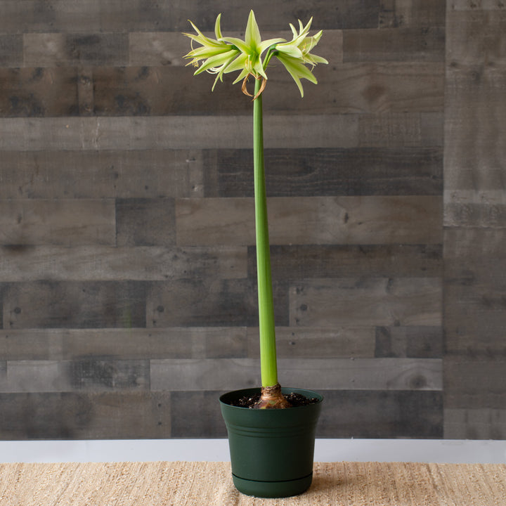 Amaryllis 'Evergreen,' one bulb in nursery pot