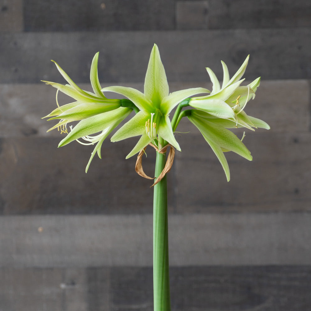 Amaryllis 'Evergreen,' one bulb in nursery pot