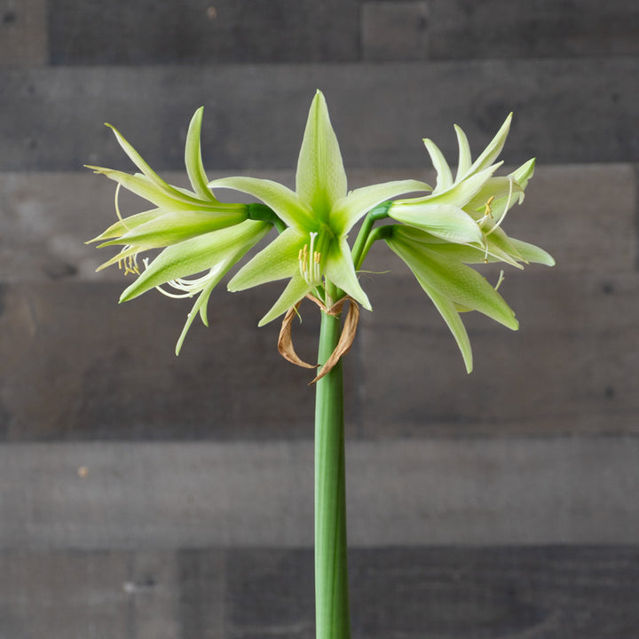Amaryllis 'Evergreen,' one bulb in nursery pot