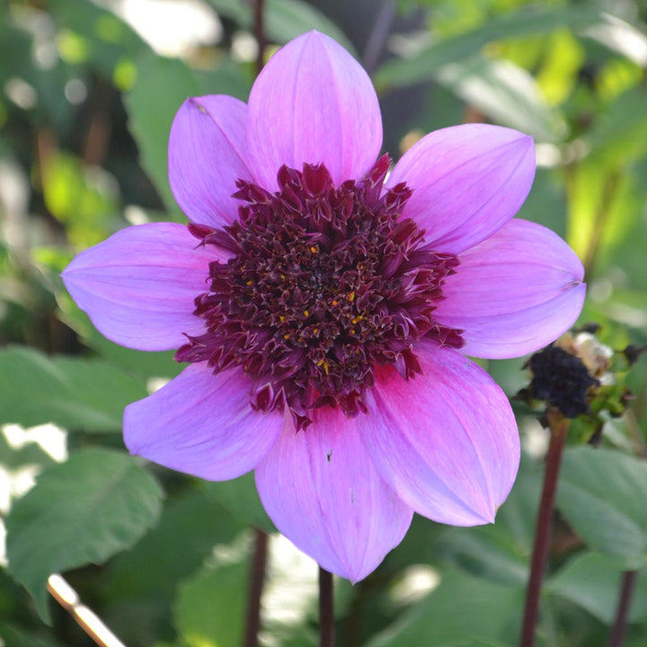 Dahlia 'Blue Bayou'