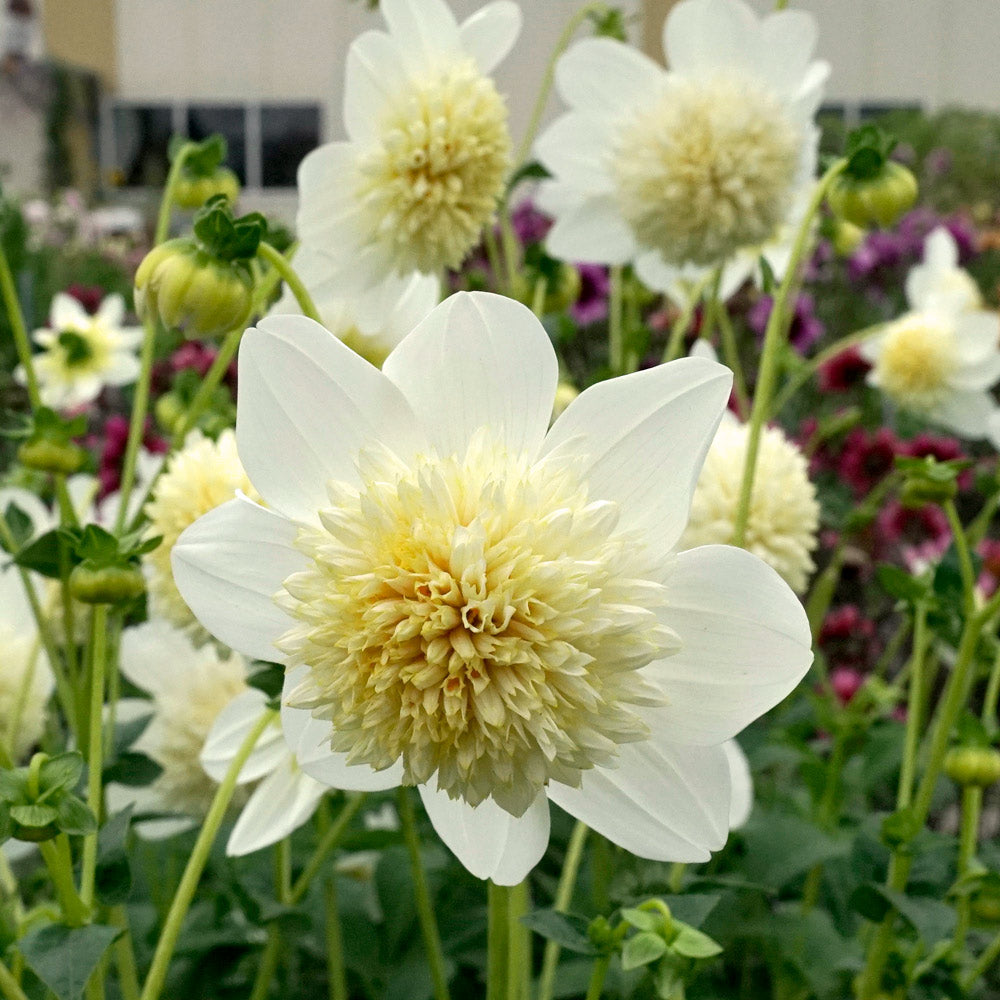Dahlia 'Platinum Blonde'