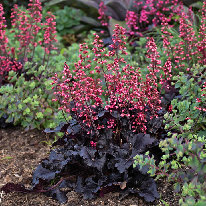Heuchera 'Timeless Night'