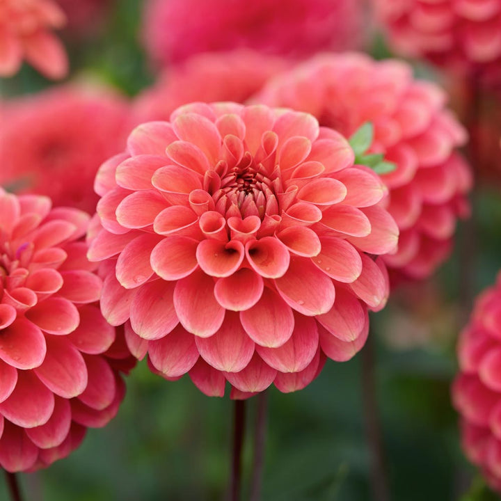 Dahlia 'Zundert Mystery Fox'