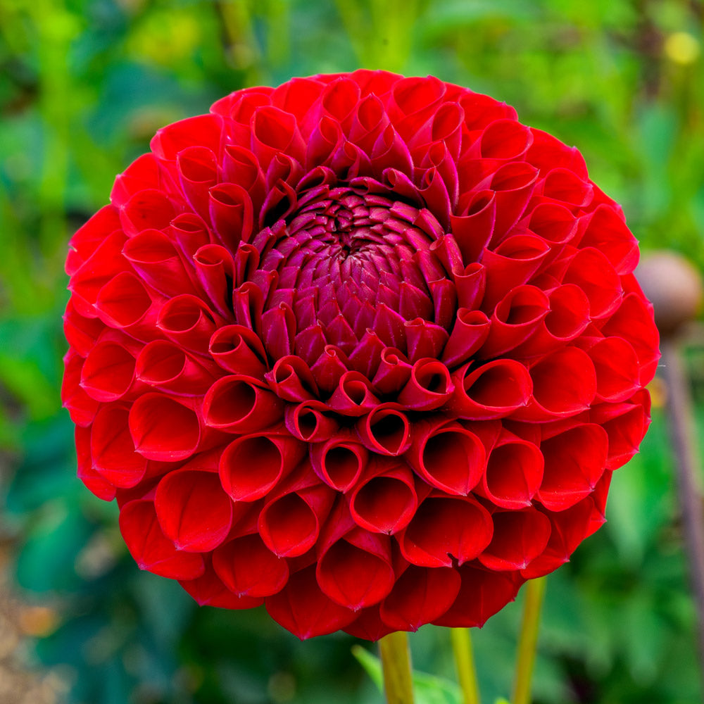 Dahlia 'Red Fox'