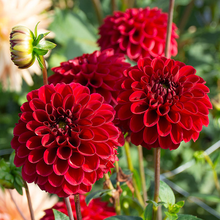 Planter's Punch Dahlia Trio