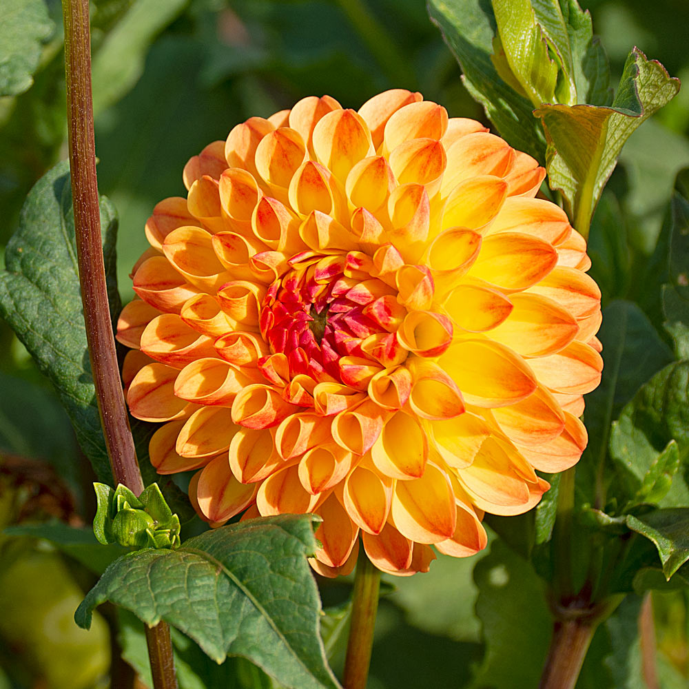 Planter's Punch Dahlia Trio