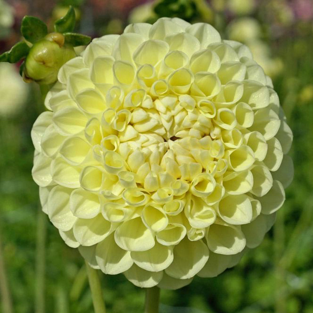 Dahlia 'Jowey Martina'