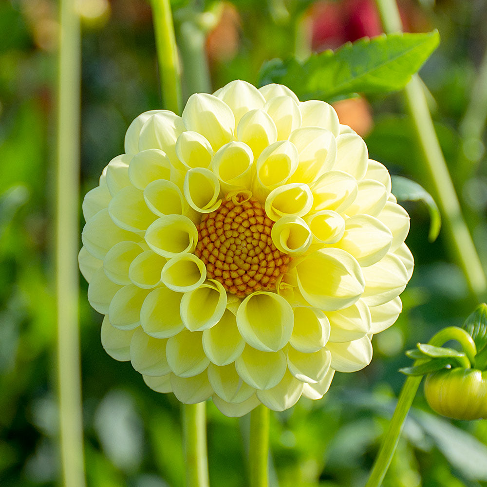 Let It Shine Dahlia Collection