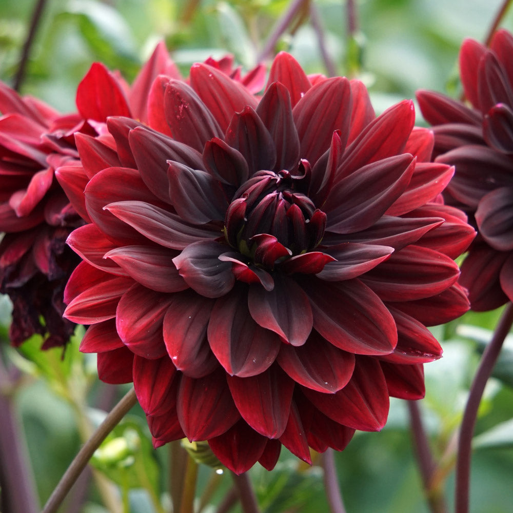 Dahlia 'Sam Hopkins'