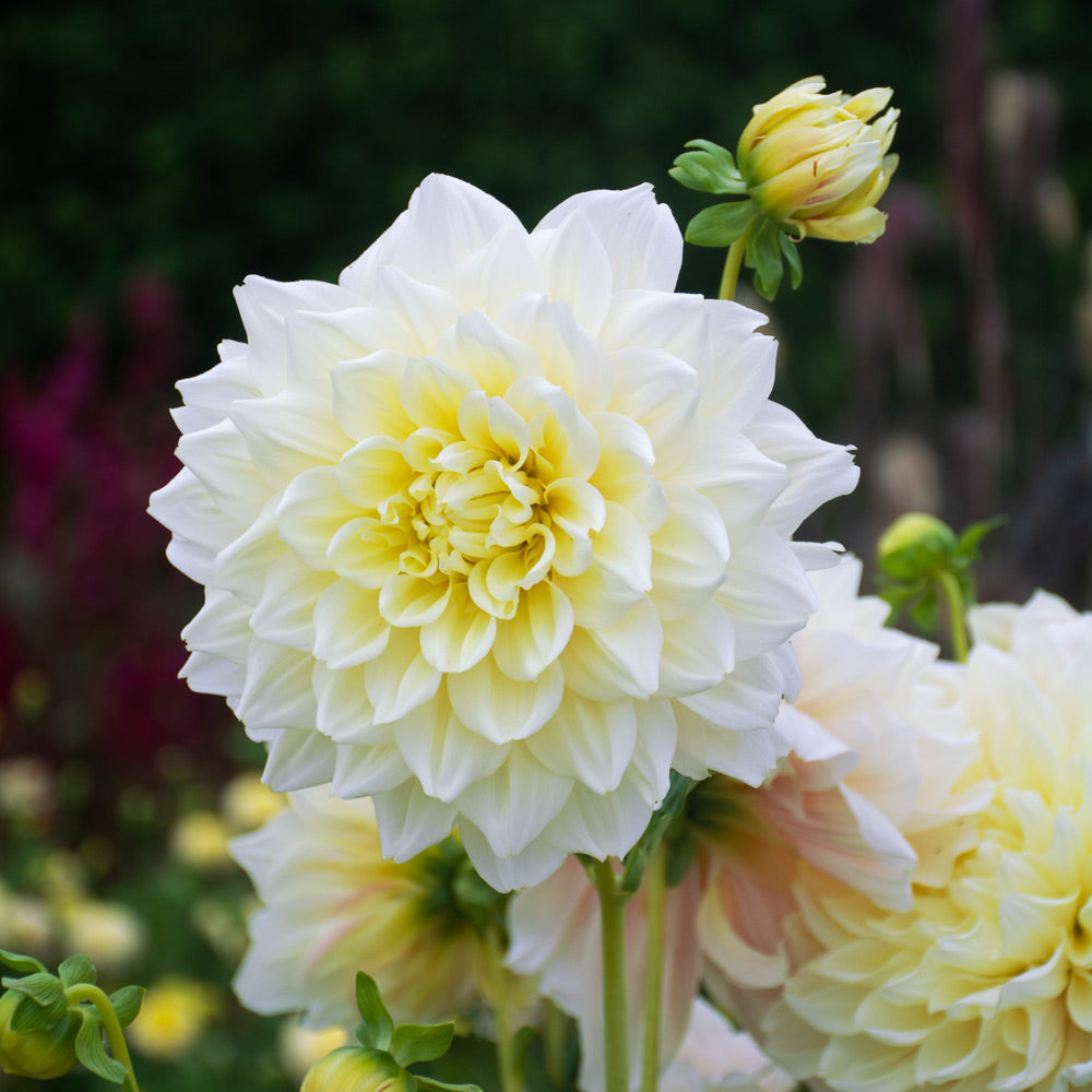 Dahlia 'Break Out'