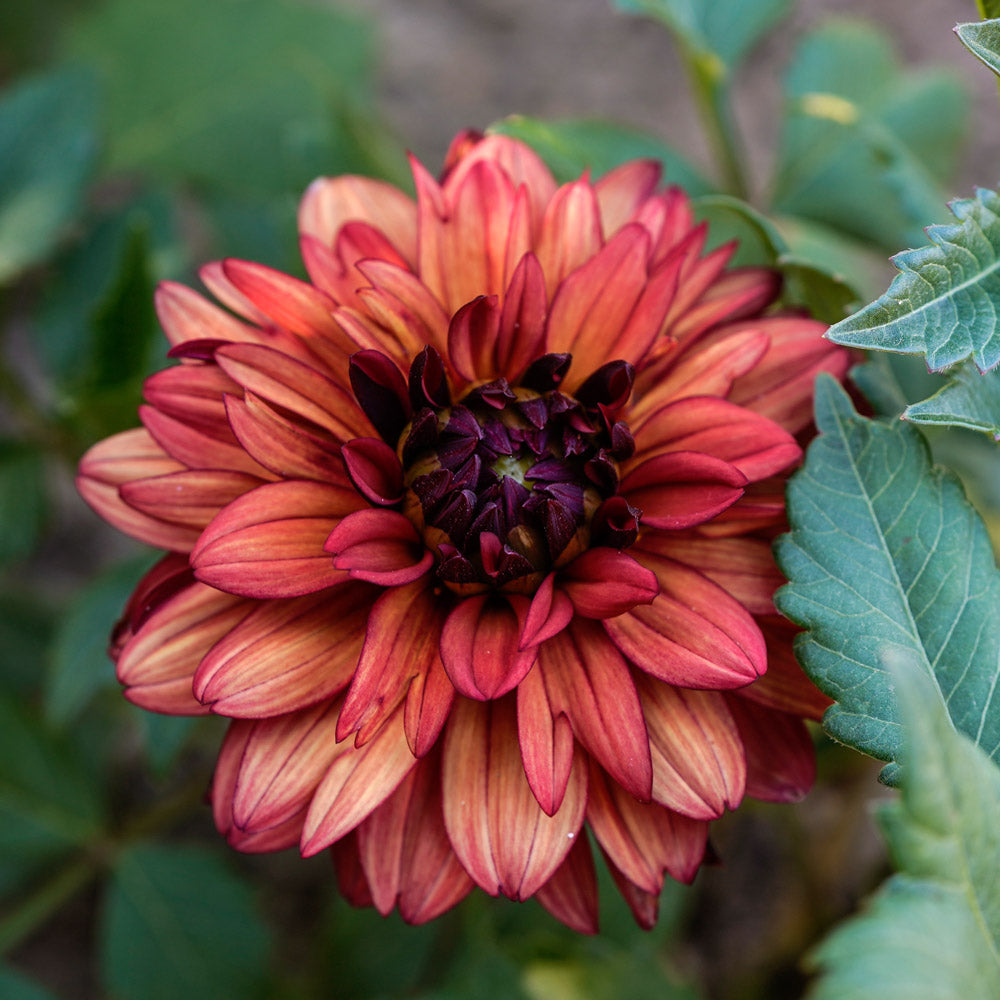 Dahlia 'Missis Miley'