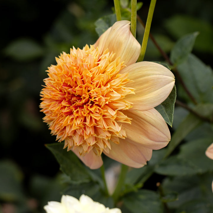 Dahlia 'Sandia Brocade'