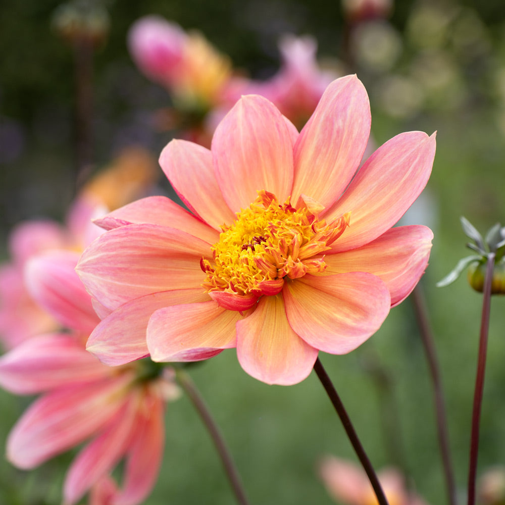 Dahlia 'Sandia Brocade'