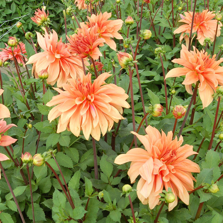 Dahlia 'Babylon Bronze'