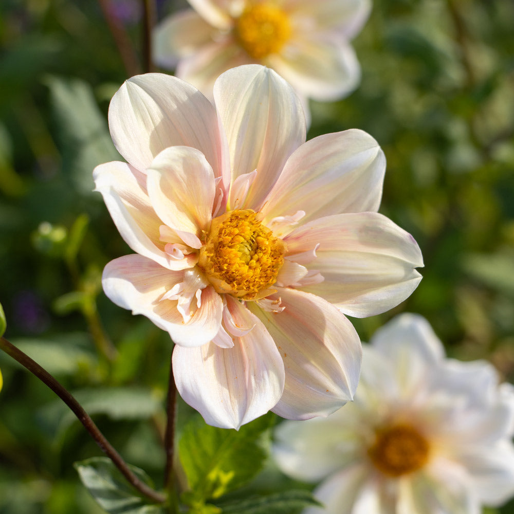 Dahlia 'Appleblossom'