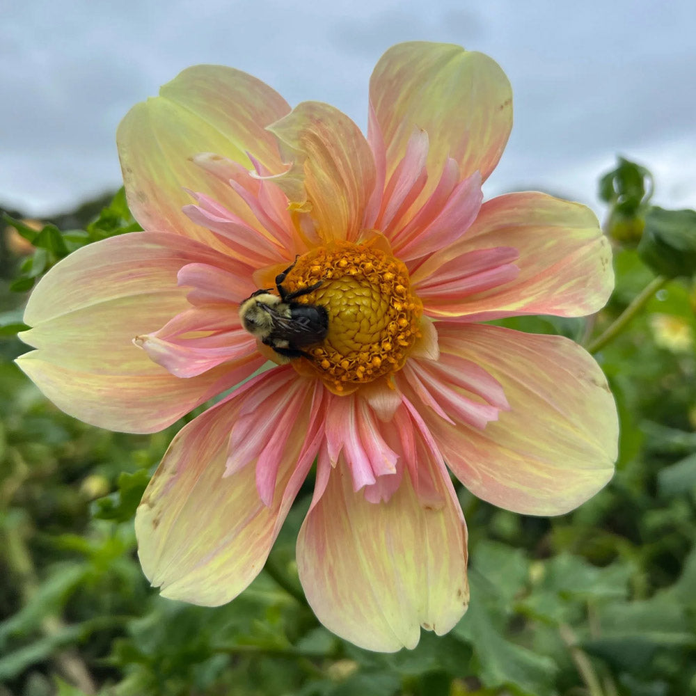 Dahlia 'Appleblossom'