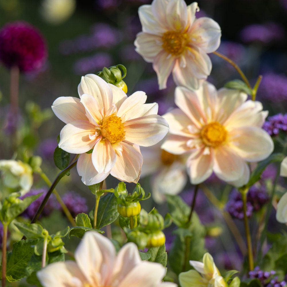Dahlia 'Appleblossom'