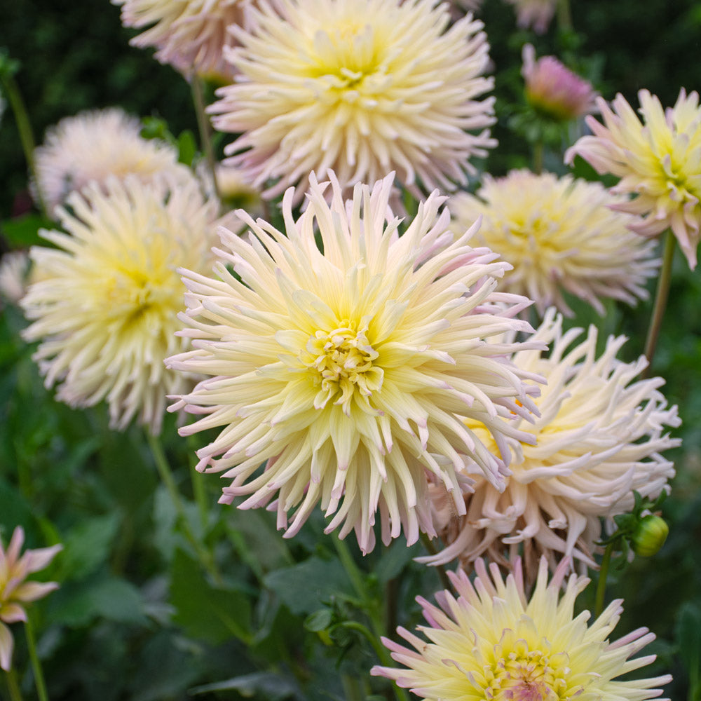 Dahlia 'Apricot Star'