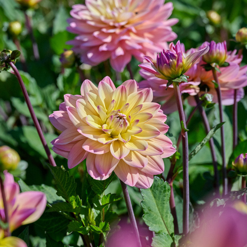Dahlia 'Mondriaan'