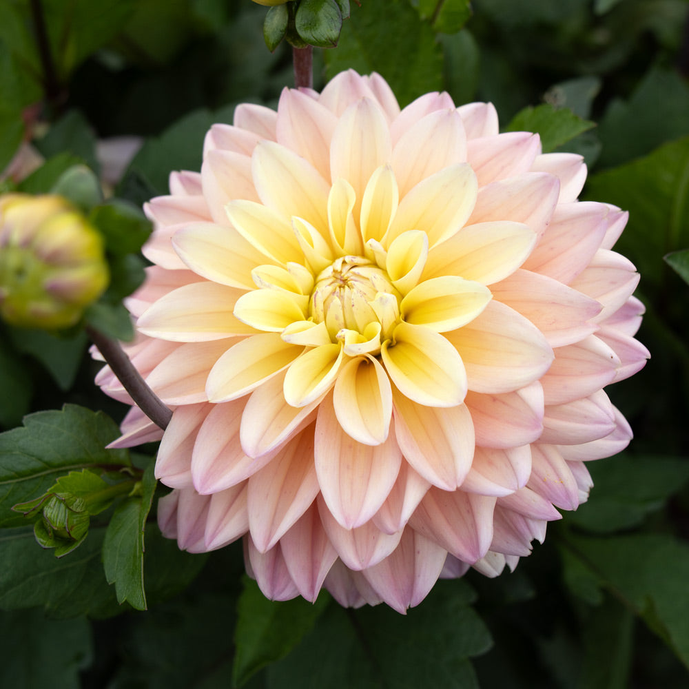 Dahlia 'Mondriaan'