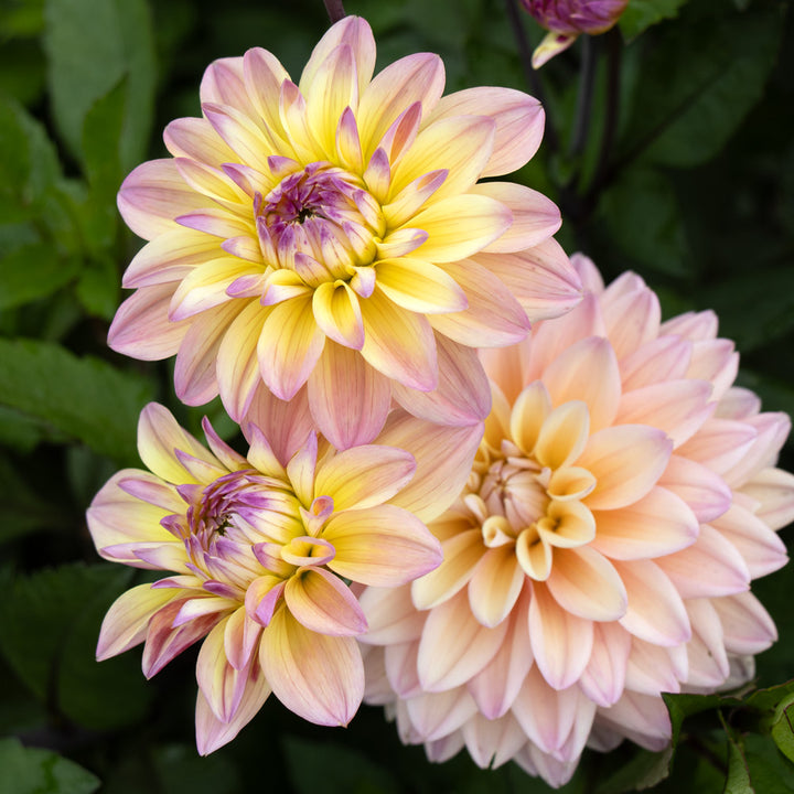 Dahlia 'Mondriaan'