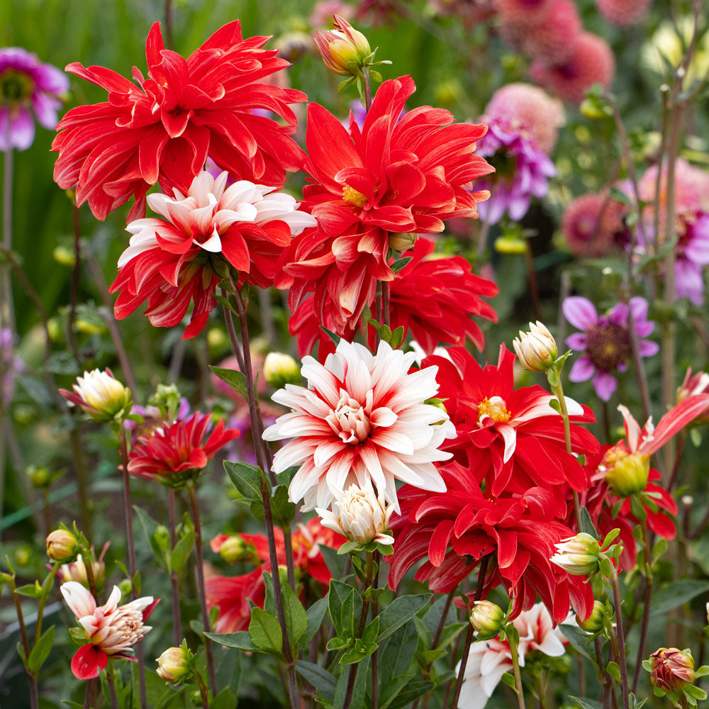 Dahlia 'Catching Fire'