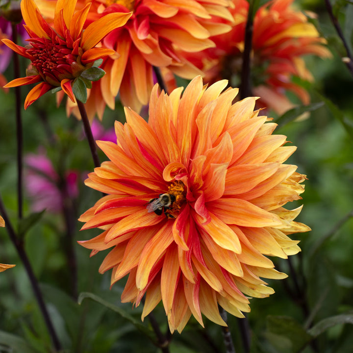 Dahlia 'Dorito'