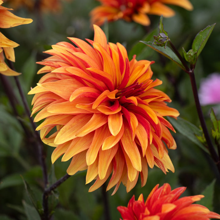 Dahlia 'Dorito'