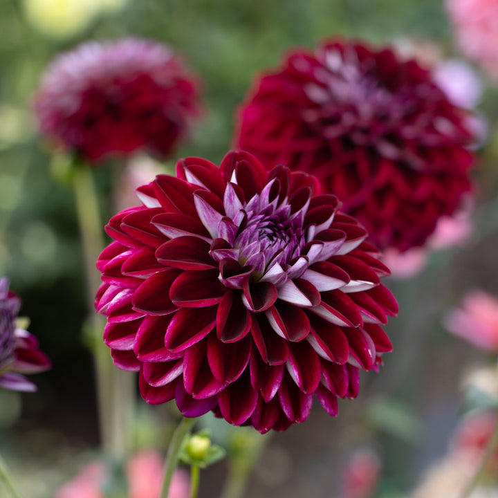 Dahlia 'Embassy'