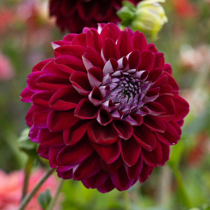 Dahlia 'Embassy'