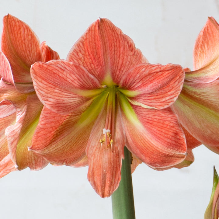 Amaryllis 'Terra Cotta Star,' one bulb in nursery pot