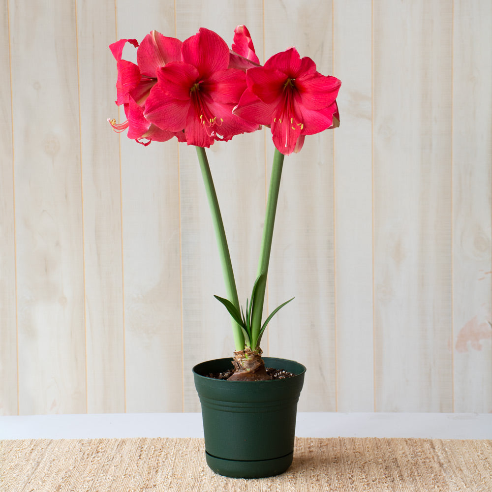 Amaryllis 'Pink Surprise,' one bulb in nursery pot
