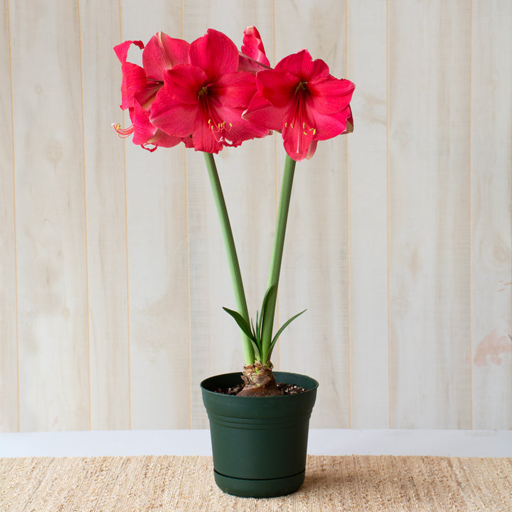 Amaryllis 'Pink Surprise,' one bulb in nursery pot