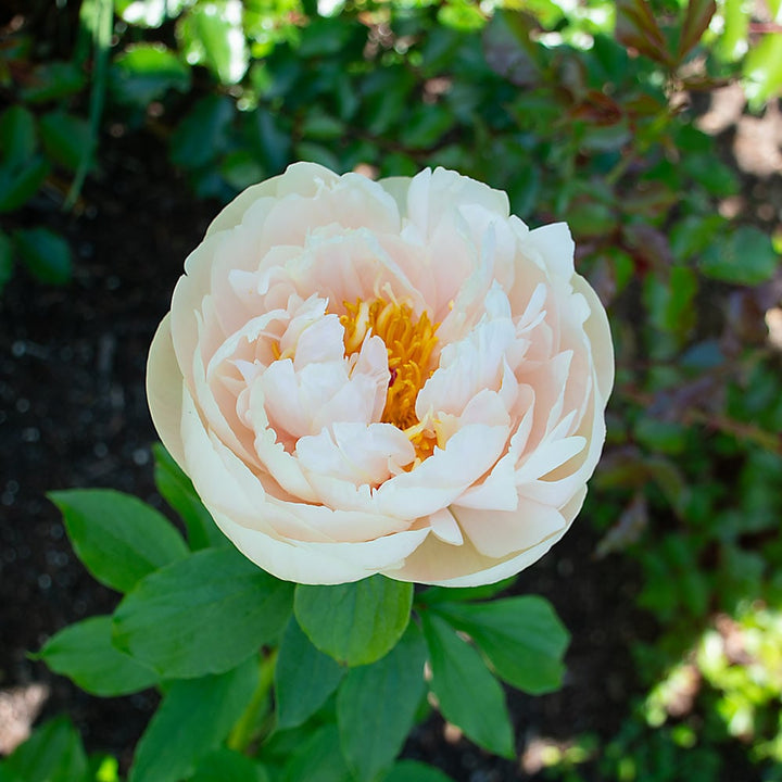 Peony 'Pastelegance'